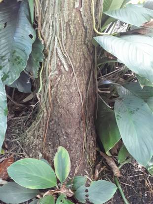 Stem Photo