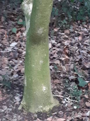 Stem Photo