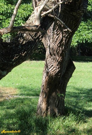 Stem Photo