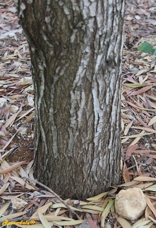 Stem Photo