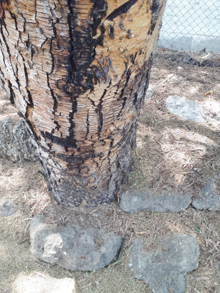 Stem Photo