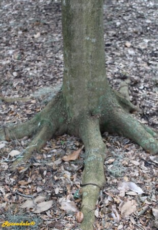 Stem Photo