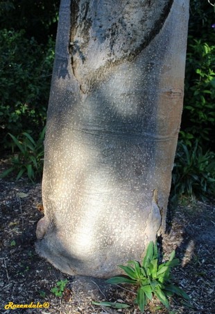 Stem Photo