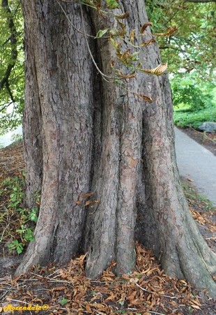 Stem Photo