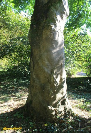 Stem Photo