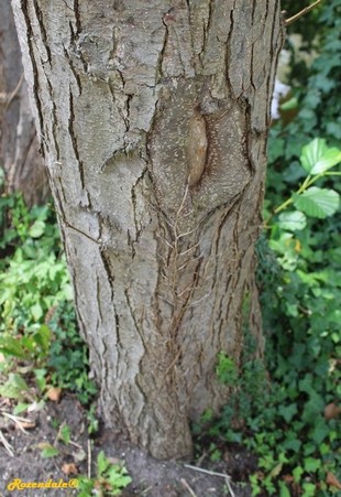 Stem Photo