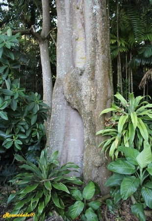 Stem Photo