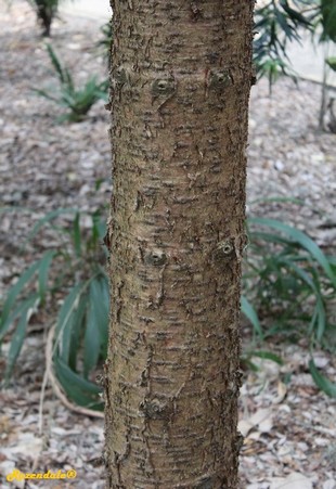 Stem Photo