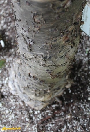Stem Photo