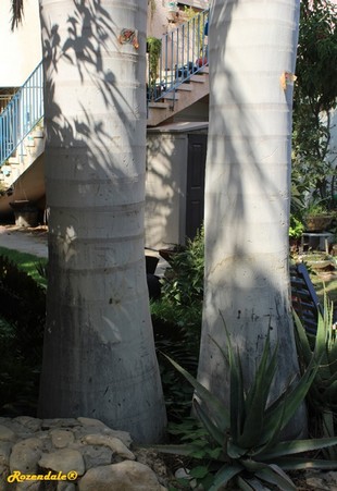 Stem Photo