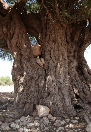 Stem Photo