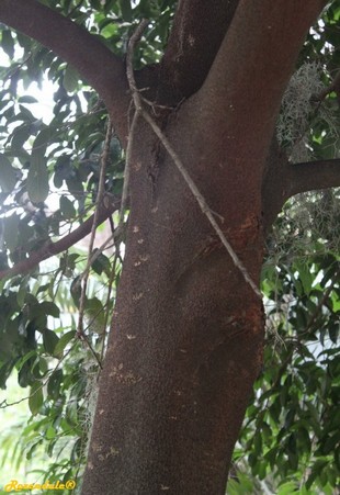 Stem Photo