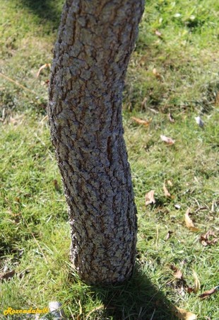 Stem Photo