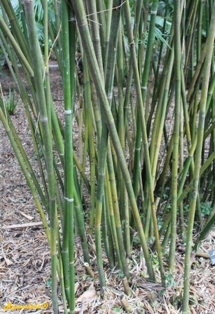 Stem Photo