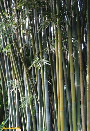Stem Photo