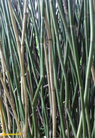 Stem Photo