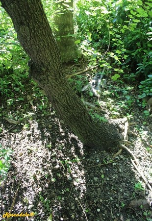 Stem Photo