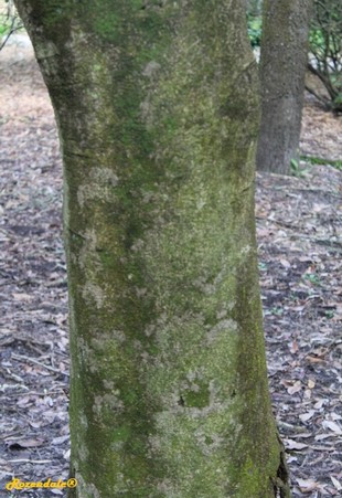 Stem Photo