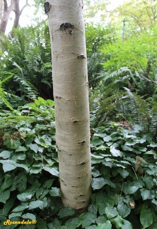 Stem Photo