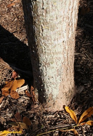 Stem Photo