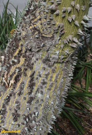 Stem Photo