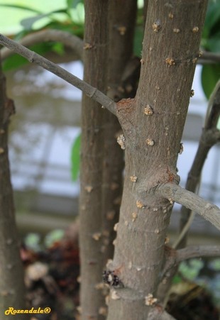 Stem Photo