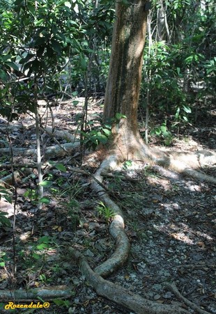 Stem Photo