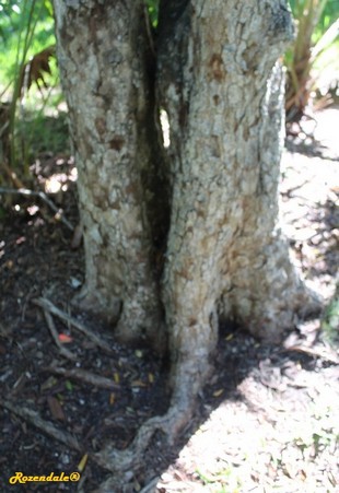 Stem Photo