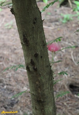 Stem Photo