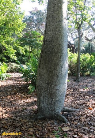 Stem Photo