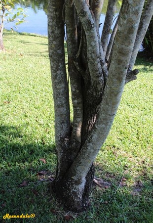 Stem Photo