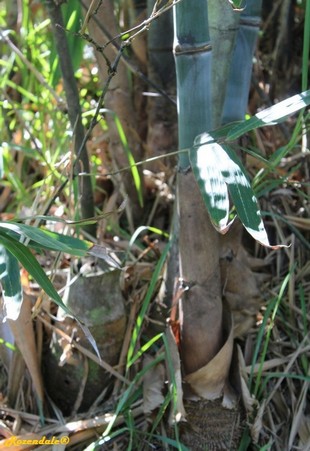 Stem Photo