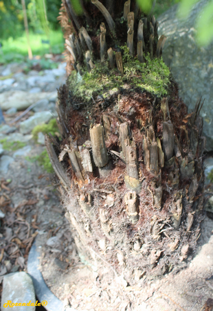 Stem Photo