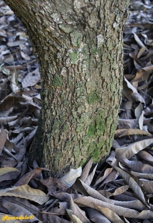 Stem Photo