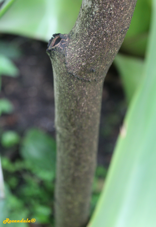 Stem Photo