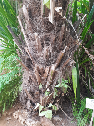 Stem Photo