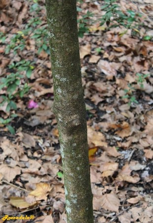Stem Photo