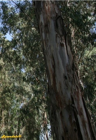 Stem Photo