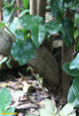 Stem Photo
