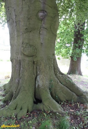 Stem Photo