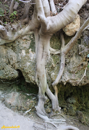Stem Photo