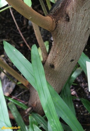 Stem Photo