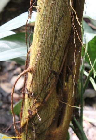 Stem Photo