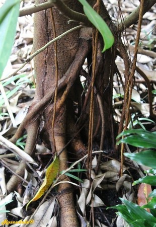 Stem Photo