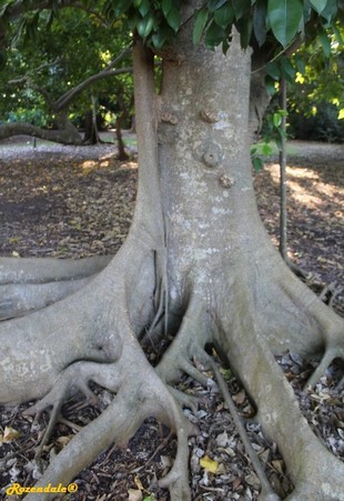 Stem Photo