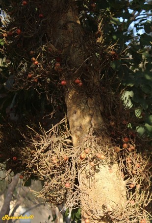 Stem Photo