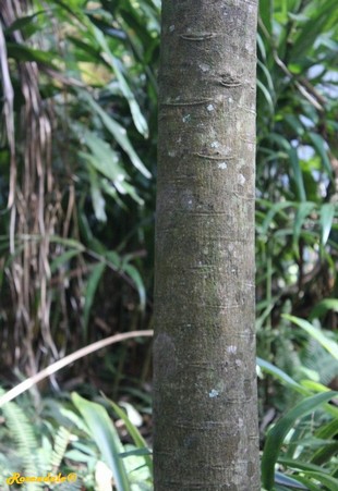 Stem Photo