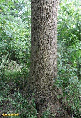 Stem Photo