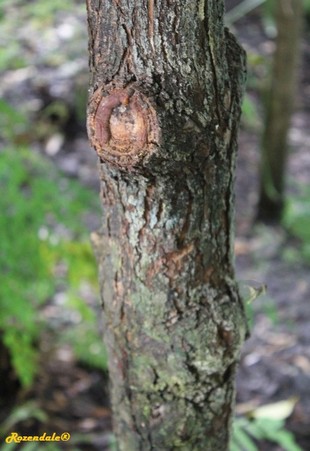 Stem Photo