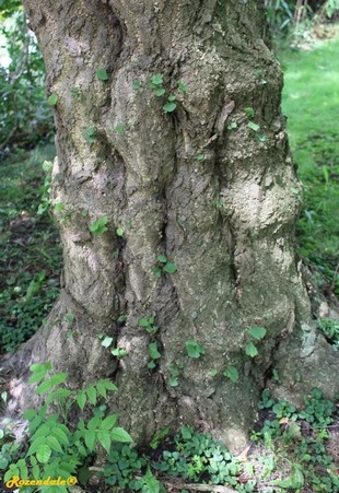 Stem Photo